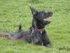 Berger Picard Foto: Elliet des Eaux Chaudes (ID 27012) Berger Picard Hund