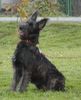 Berger Picard Foto: Elliet des Eaux Chaudes (ID 26901) Berger Picard Hund