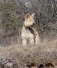 Berger Picard Foto: Eowyn 10 Monate - Alles im Blick! (ID 36155) Berger Picard Hund