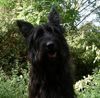Berger Picard Foto: Satine de la Ferme d'Autan (ID 5234) Berger Picard Hund