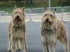 Berger Picard Foto: Scoop und Paton (ID 10124) Berger Picard Hund