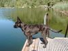 Berger Picard Foto: Nizia de la Vallee du Mouton mit 5 Monaten (ID 5856) Berger Picard Hund
