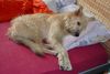 Berger Picard Foto: Siouxie - I am so tired, I need a good nap (ID 39167) Berger Picard Hund