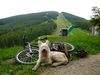 Berger Picard Foto: Siouxie - after the bike trip, before downhill (ID 39170) Berger Picard Hund