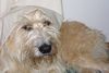 Berger Picard Foto: Siouxie - under the diper I guard (ID 39168) Berger Picard Hund