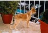Berger Picard Foto: she was abou 3 months back then, now she is 1 year old and i will post newer photos soon (ID 9503) Berger Picard Hund
