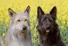 Berger Picard Foto: Filou und Ivo (ID 7846) Berger Picard Hund