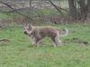 Berger Picard Foto: Deckrüde TONIC DES GRANGES JOLYS (ID 40802) Berger Picard Hund