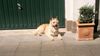 Berger Picard Foto: Ich bewache Herrchens Garage !! (ID 13013) Berger Picard Hund