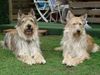 Berger Picard Foto: Shello und Louise (ID 22138) Berger Picard Hund