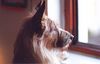 Berger Picard Foto: Hier warte ich auf mein Herrchen (ID 12698) Berger Picard Hund
