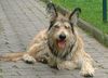 Berger Picard Foto: Aiko vom Seckeler Berg (ID 1283) Berger Picard Hund