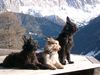 Berger Picard Foto: Wo bleibt denn nur der Weihnachtsmann? (ID 7645) Berger Picard Hund