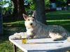 Berger Picard Foto: Finger weg,das ist mein Bier (ID 39414) Berger Picard Hund