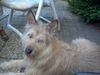 Berger Picard Foto: unsere hund bobbie im garten (ID 11360) Berger Picard Hund