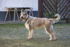 Berger Picard Foto: Hier bin ich der Boss - nach meiner Chefin! (ID 41270) Berger Picard Hund