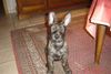 Berger Picard Foto: chewie das schwein (ID 40992) Berger Picard Hund
