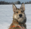Berger Picard Foto: Coucou / Tochter von Ursaf und Ugini (ID 41459) Berger Picard Hund