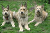 Berger Picard Foto: Coucou mit Papa Ursaf + Mama Ugini (ID 41999) Berger Picard Hund