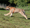 Berger Picard Foto: Coucou beim Rennen (ID 41226) Berger Picard Hund