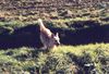 Berger Picard Foto: Hier tobe ich mich richtig aus. (ID 12811) Berger Picard Hund