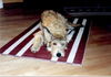 Berger Picard Foto: Arielle(Maya) (ID 29079) Berger Picard Hund