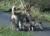 Berger Picard Foto: Felix mit Nachwuchs (ID 37011) Berger Picard Hund