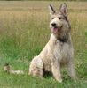 Berger Picard Foto: Ferdinand (Beau)des toutoues Malin (ID 38990) Berger Picard Hund