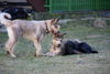Berger Picard Foto: Freunde (ID 41306) Berger Picard Hund