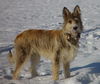 Berger Picard Foto: Endlich Schnee (ID 41353) Berger Picard Hund