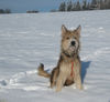 Berger Picard Foto: Ugini de la Vallée du Menhir / Osterspaziergang (ID 41460) Berger Picard Hund