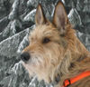 Berger Picard Foto: Ursaf (ID 30110) Berger Picard Hund
