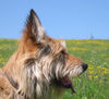 Berger Picard Foto: Ursaf (ID 31455) Berger Picard Hund