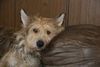 Berger Picard Foto: Ugini beim Relaxen (ID 38803) Berger Picard Hund