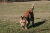 Berger Picard Foto: Ursaf de Lann Guic, jetzt Papa von 9 Welpen (ID 38805) Berger Picard Hund