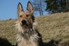 Berger Picard Foto: Ursaf de Lann Guic, jetzt Papa von 9 Welpen (ID 38804) Berger Picard Hund