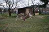 Berger Picard Foto: Ugini & Ursaf beim Toben im Garten (ID 38807) Berger Picard Hund