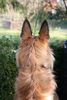 Berger Picard Foto: Ursaf - ein Picard von hinten (ID 38809) Berger Picard Hund