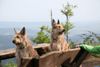 Berger Picard Foto: Ursaf & Ugini haben 9 Welpen bekommen ! (ID 38810) Berger Picard Hund