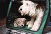 Berger Picard Foto: Babette du clos de la Sapenerie ( Marie) mit Mama 8 Wochen alt (ID 31721) Berger Picard Hund