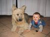Berger Picard Foto: Unser spanischer Strassenköter sieht irgendwie aus wie ein Picard - vom Wesen her passts auch (ID 7916) Berger Picard Hund