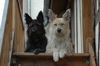 Berger Picard Foto: Morticia & Toy (ID 26523) Berger Picard Hund