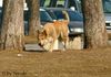 Berger Picard Foto: wer kommt denn da (ID 29069) Berger Picard Hund