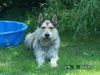 Berger Picard Foto: Felix (de Bene Gesserit), 17 Monate alt (ID 21848) Berger Picard Hund