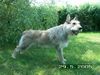 Berger Picard Foto: Felix (de Bene Gesserit), 17 Monate alt (ID 21849) Berger Picard Hund