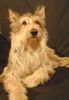 Berger Picard Foto (ID 1490) Berger Picard Hund