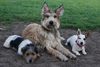 Berger Picard Foto: Coco mit Jackies Joshie und Ellie (ID 40475) Berger Picard Hund