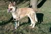 Berger Picard Foto: Xiros de la Vallee du Mouton (ID 3431) Berger Picard Hund