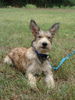 Berger Picard Foto: wer hat hier Eselohren? (ID 26680) Berger Picard Hund