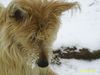 Berger Picard Foto: Xivry (Joesie) de la Vallee du Mouton (ID 22150) Berger Picard Hund